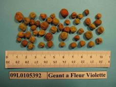 Click for 1 image(s) for this accession. Image